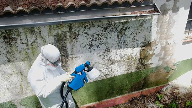 Top rated local Bathroom Mold Removal specialists in Essex, IL